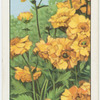 Geum.