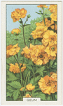 Geum.