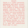 Geum.