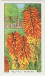 Garden flowers