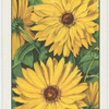 Sunflowers.