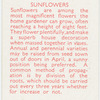 Sunflowers.