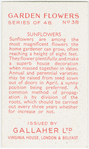 Sunflowers.