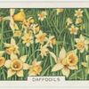Daffodils.