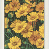 Coreopsis.