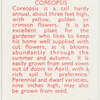 Coreopsis.