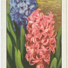Hyacinths.