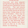 Hyacinths.