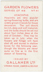 Hyacinths.