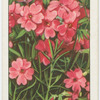 Phlox.