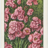 Lychnis.
