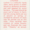 Lychnis.