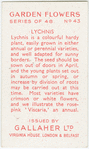 Lychnis.