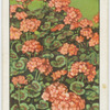 Geraniums.