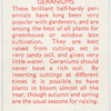 Geraniums.