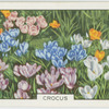 Crocus.