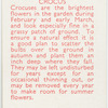 Crocus.