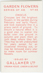 Crocus.