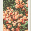 Polyantha roses.