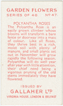 Polyantha roses.