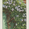 Clematis.