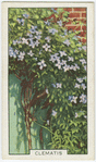 Clematis.