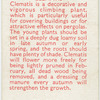 Clematis.