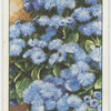 Ageratum.