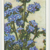 Anchusa.