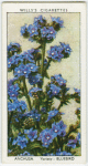 Anchusa.