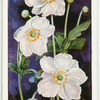 Anemone japonica.