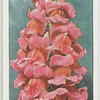 Antirrhinum.