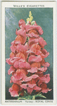 Antirrhinum.