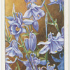 Aquilegia.