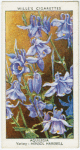 Aquilegia.