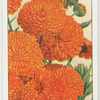Calendula.