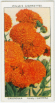 Calendula.