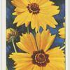 Calliopsis.
