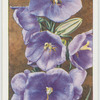 Campanula.