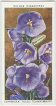Campanula.
