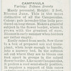 Campanula.