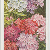 Candytuft.