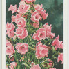 Canterbury bell.