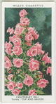Canterbury bell.