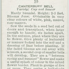 Canterbury bell.