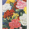 Annual carnation.