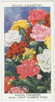 Annual carnation.