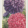 Chinese aster.