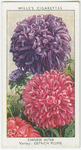 Chinese aster.