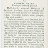Chinese aster.